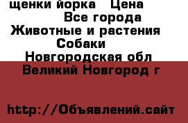 щенки йорка › Цена ­ 15 000 - Все города Животные и растения » Собаки   . Новгородская обл.,Великий Новгород г.